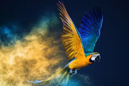 Canvastavla - Colorful Macaw Parrot