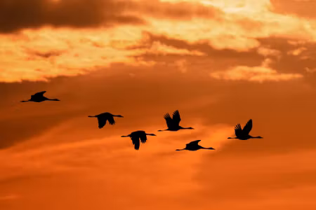 Canvastavla - Cranes At Dawn