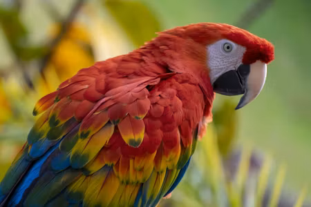 Canvastavla - Ara Parrot