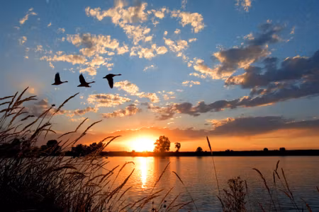 Canvastavla - Birds At Sunset