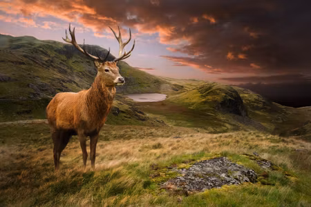 Canvastavla - A Deer on a Background of the