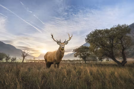 Canvastavla - Deer on the Background of the