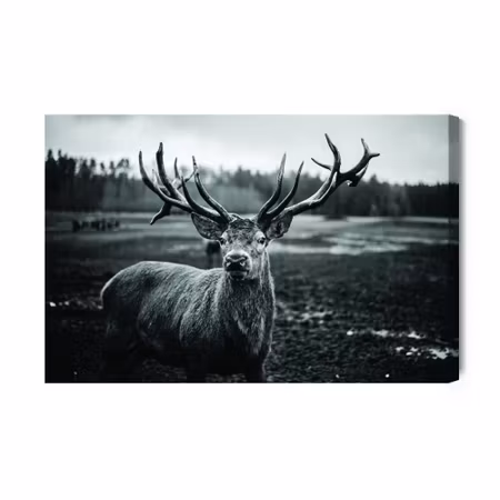 Canvastavla - Black and White Deer