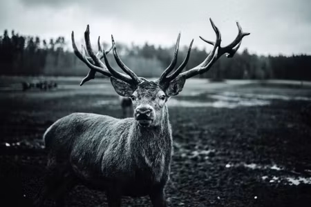 Canvastavla - Black and White Deer