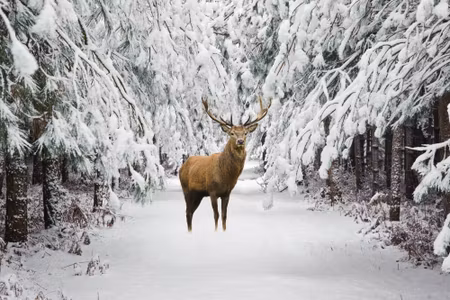 Canvastavla - Deer in the Winter Forest