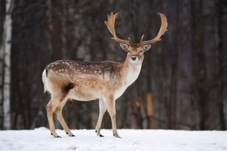 Canvastavla - Deer on the Background of Trees