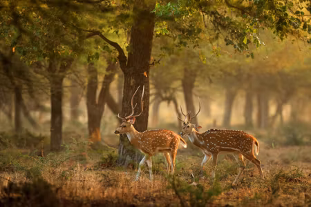 Canvastavla - Spotted Young Deer