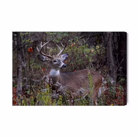 Canvastavla - A Deer Among the Forest Vegetation
