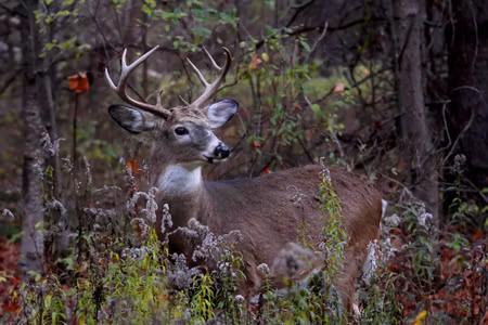 Canvastavla - A Deer Among the Forest Vegetation