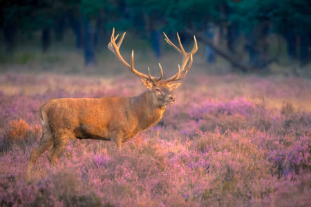 Canvastavla - A Deer in the Rut