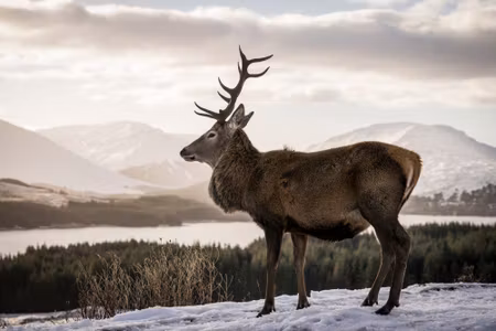 Canvastavla - A Deer Against the Background of a
