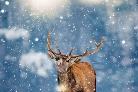 Canvastavla - Deer and Snowflakes