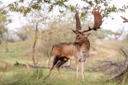Canvastavla - Adult Deer with Magnificent Antlers