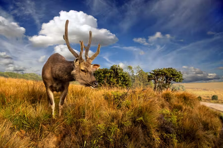 Canvastavla - Deer Against the Sky