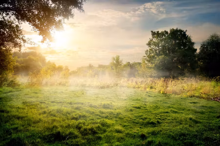 Canvastavla - A Forest Clearing in the Morning