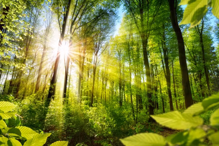 Canvastavla - Sunrise in a Green Forest