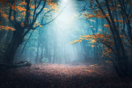 Canvastavla - Mystical D Forest