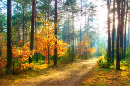 Canvastavla - Rays of the Sun in the D Forest