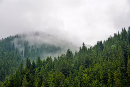 Canvastavla - Fog over the Coniferous Forest