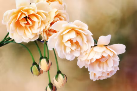 Canvastavla - Miniature Roses