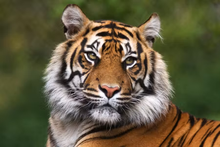 Canvastavla - Portrait of a Bengal Tiger