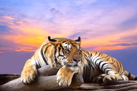 Canvastavla - Tiger Resting