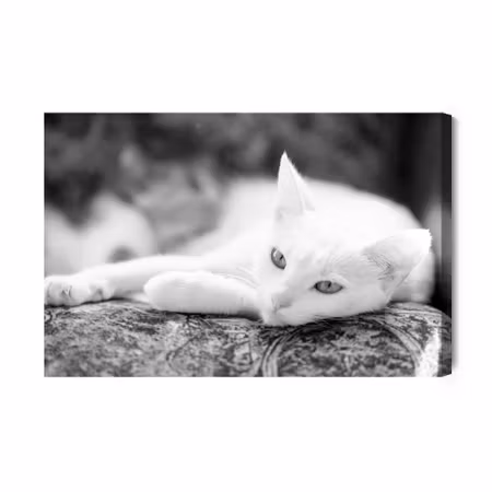 Canvastavla - A Resting White Cat