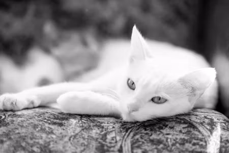 Canvastavla - A Resting White Cat