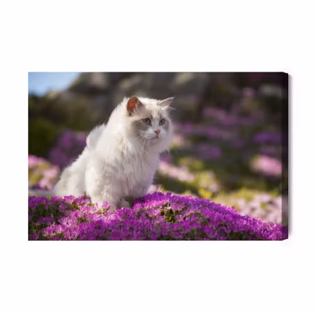 Canvastavla - Ragdoll Cat Among Flowers
