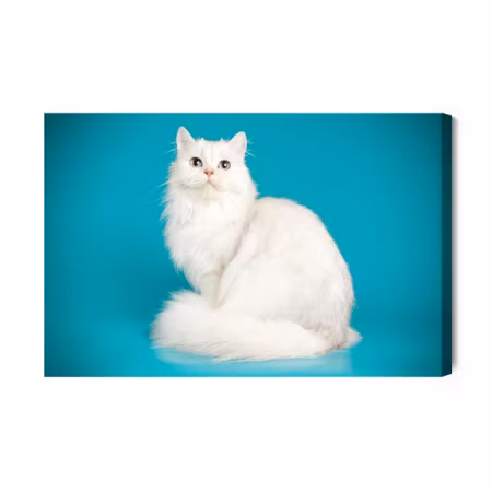 Canvastavla - White Cat on a Blue Background