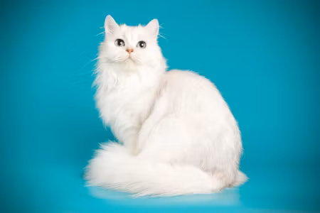 Canvastavla - White Cat on a Blue Background