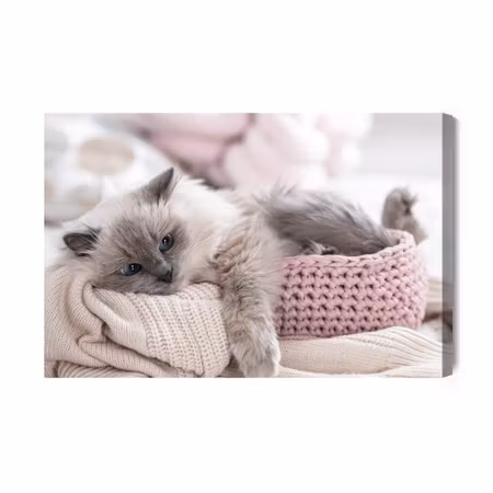 Canvastavla - Cat with a Knitted Blanket