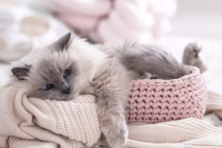 Canvastavla - Cat with a Knitted Blanket