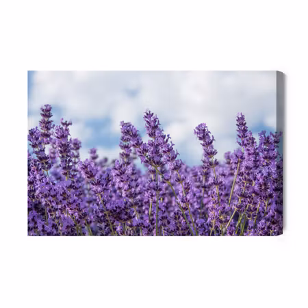 Canvastavla - Lavender Against the Sky