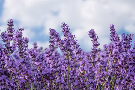 Canvastavla - Lavender Against the Sky