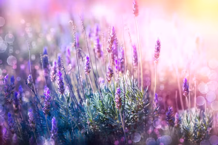 Canvastavla - Blooming Lavender D