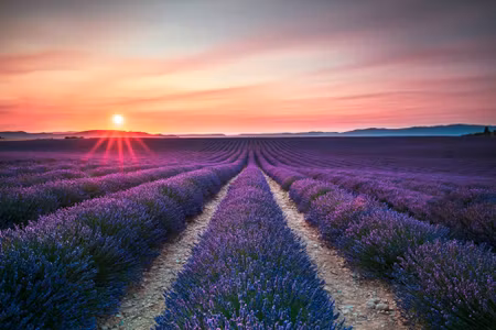 Canvastavla - Lavender Field At Sunset