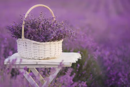 Canvastavla - Wicker Basket with Lavender