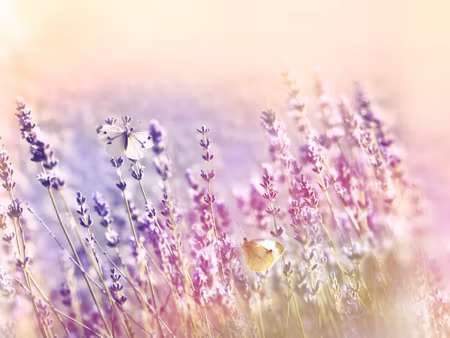Canvastavla - Lavender Flowers Bathed in Sunlight