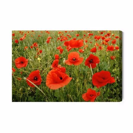 Canvastavla - Red Poppies in the Meadow