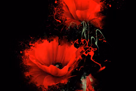 Canvastavla - Red Poppies on a Black Background