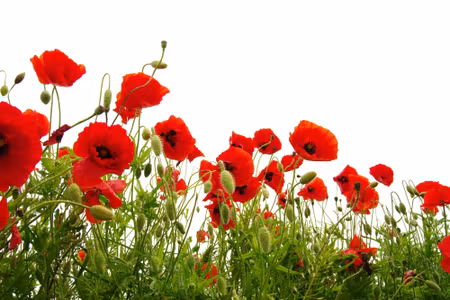 Canvastavla - Red Poppies on a White Background