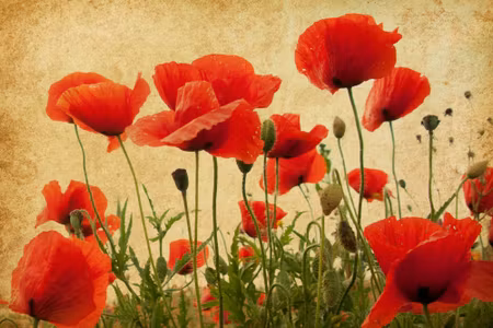 Canvastavla - Vintage Wild Poppies