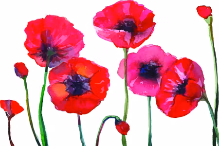 Canvastavla - Beautiful Watercolor Poppies