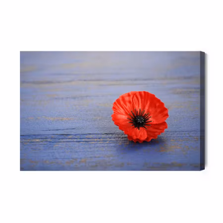 Canvastavla - Poppy Flower on a Blue Wooden