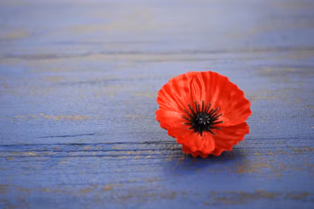 Canvastavla - Poppy Flower on a Blue Wooden