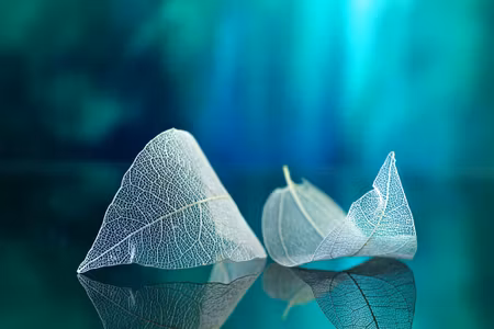 Canvastavla - Leaves on a Macro Scale with a D