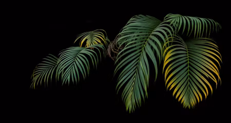 Canvastavla - Tropical Palm Leaves