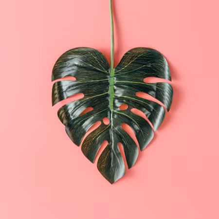 Canvastavla - Heart-shaped Monstera Leaf