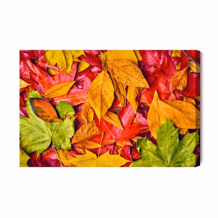 Canvastavla - Leaves in Autumn Colors